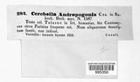 Epicoccum andropogonis image